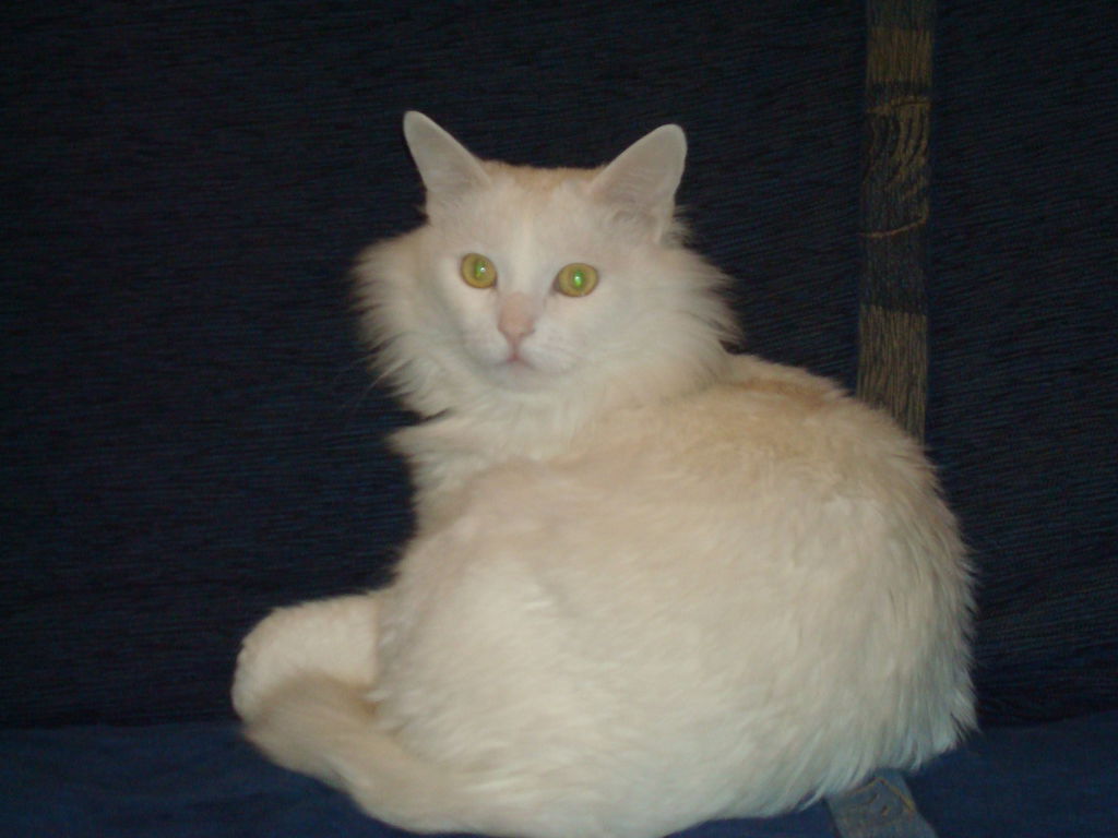 Александр Смеян