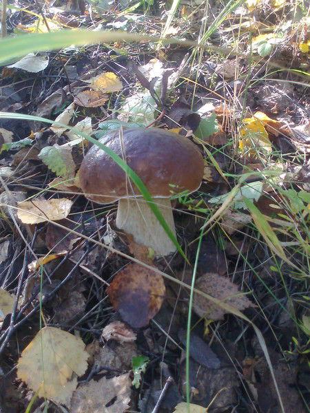 Герман Рыбак