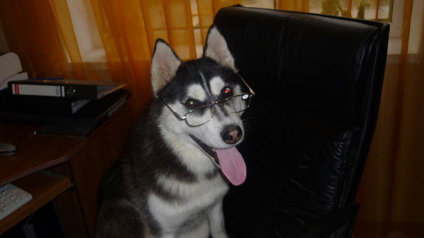 Владимир Донской