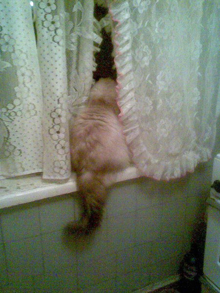 Ангелина Коткота