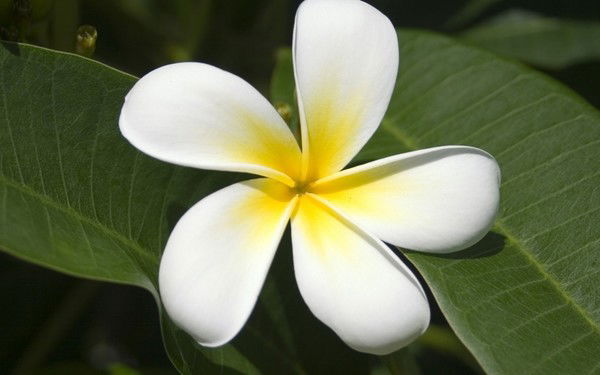 Елена Ботвина