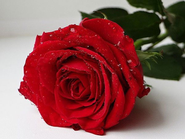 Любовь Кондрашкина