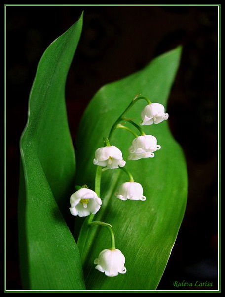 Елена Журавлева