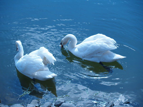 Елена Мальцева