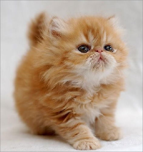 Елена Пенгина