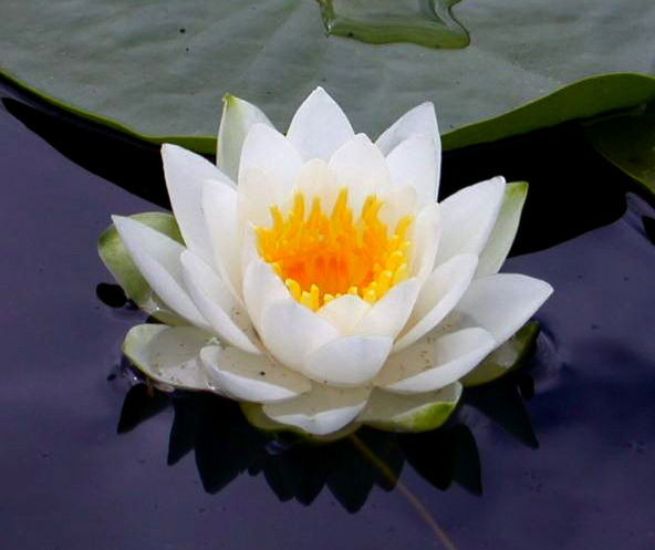 Ольга Ионова