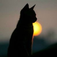 Лера Карцева