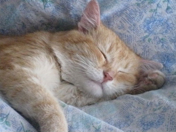 Александр Антоников