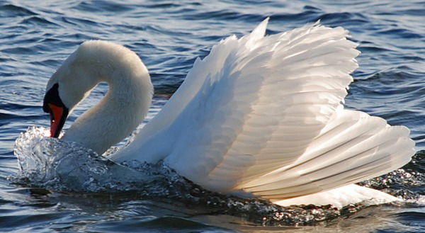 Ото Дуис По Вко