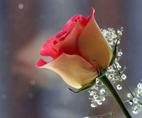 Лиана Семенюта