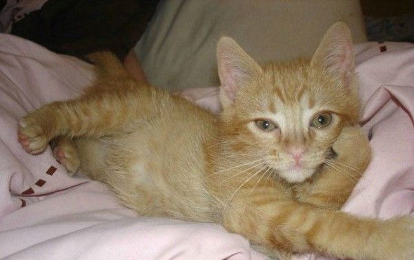 Николай Суровцев