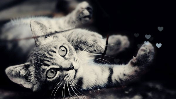 Елена Черняк