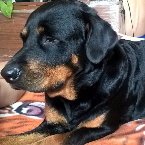 Ленусик Гудаева