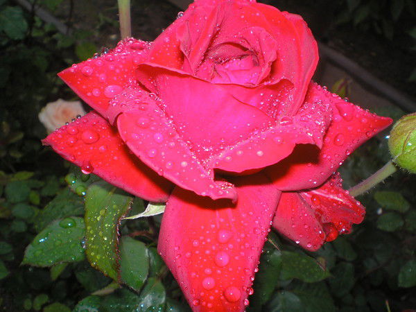 Роза Гарифова