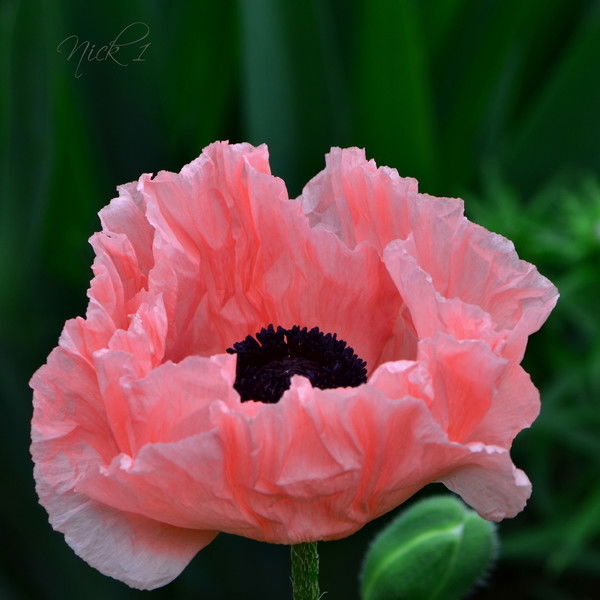 Гульнара Рахимжанова