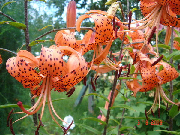 Наталья Смирнова