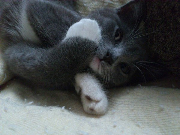 Рома Зубачёв