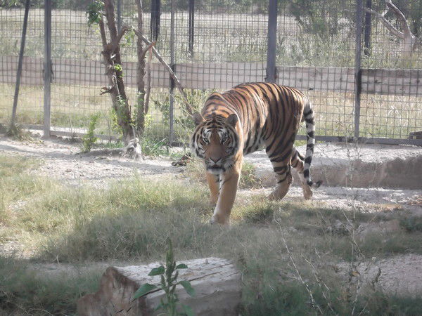 Ирина Сергеева