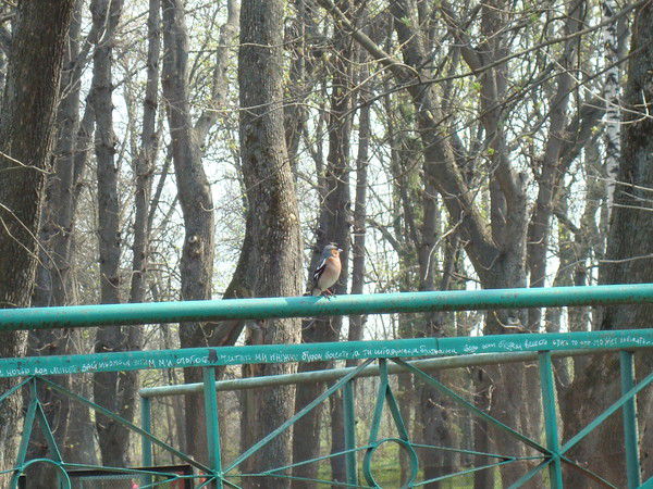 Наташа Кузуб