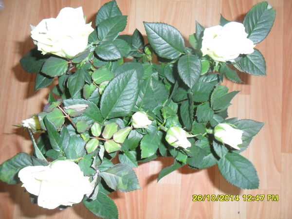 Жанночка 2510