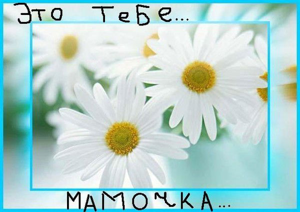 Ромашка Ромашка