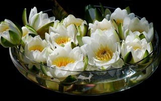 Светлана Проснева