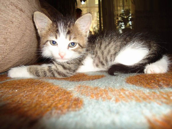 Анна Кустова