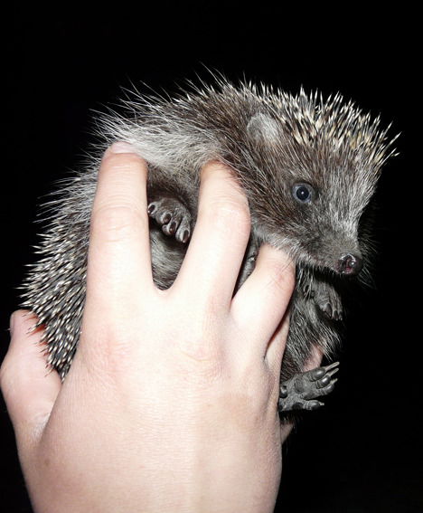 Сергей Михайлов