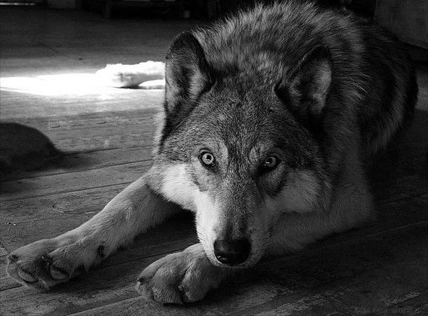 Фаил Нафиков