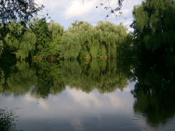 Елена Деревянко