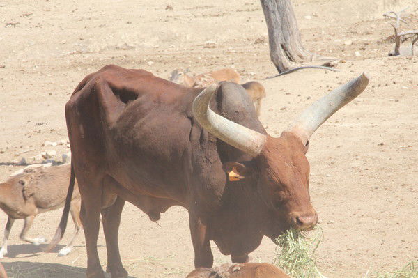 Дмитрий Сошнев