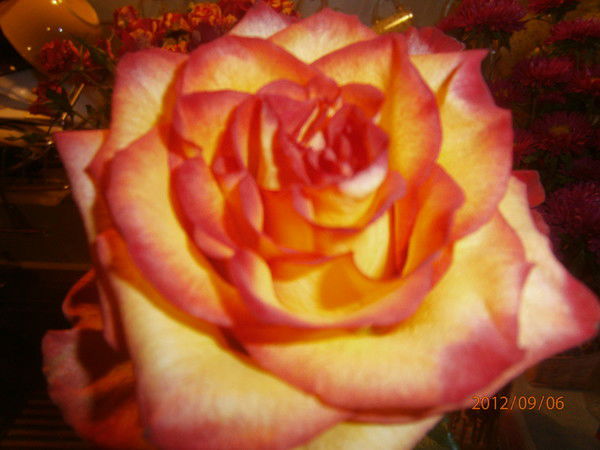 Елена Майорова