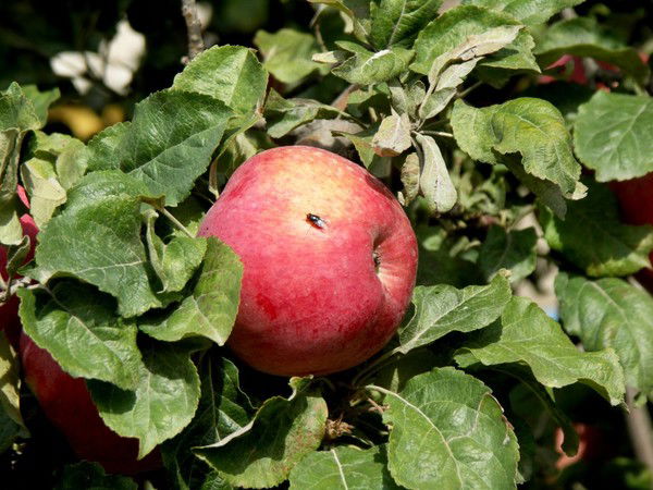 Белиловский Евгений