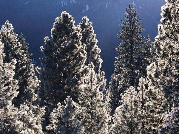 Алексей Резник