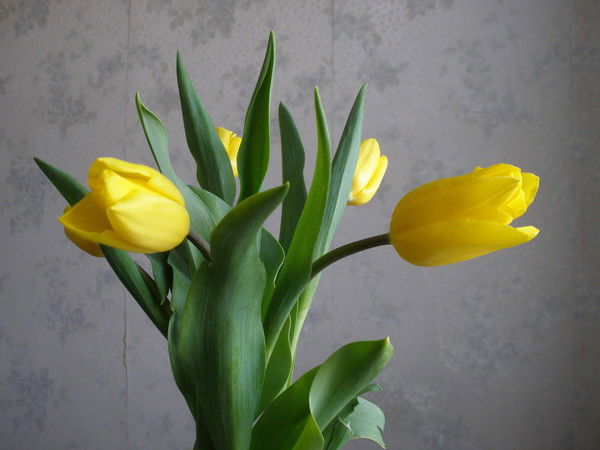 Nazifa Ватолина