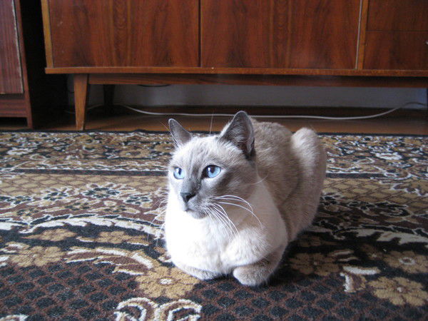 Ольга Новикова