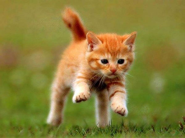 Ульяничева Галина