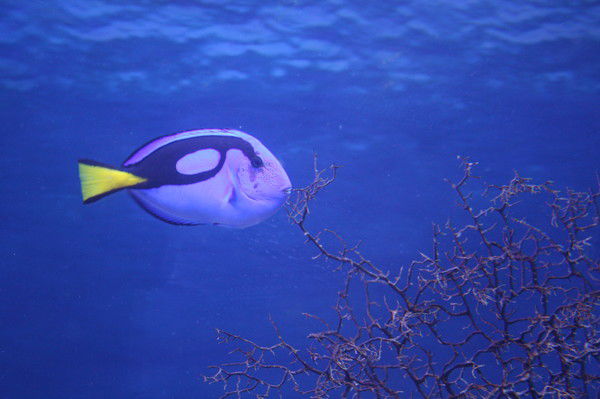 Ирина Ковтун