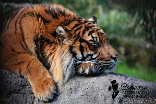 Андрей Луконин