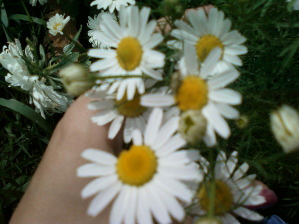 Галина Орлова