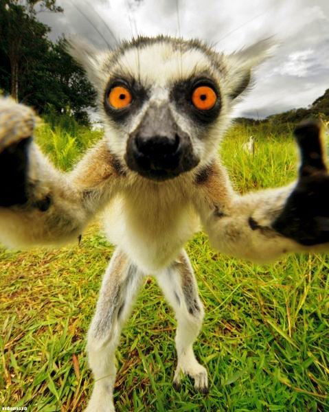 Строй-Двор Я