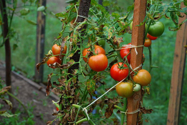 Юлия Гордеева