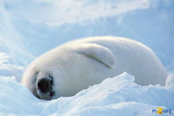 Виктор Лебедев