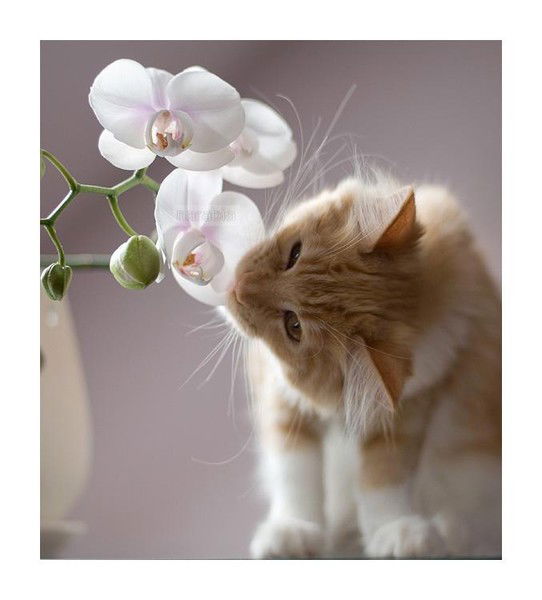 Ангелина Кузнецова