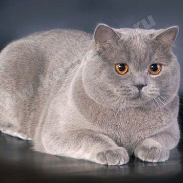 Никита Филимонов