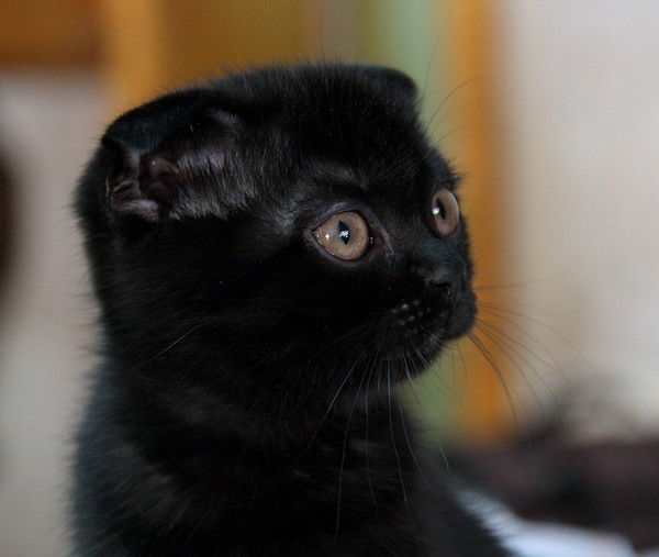 Костя Карнажевский