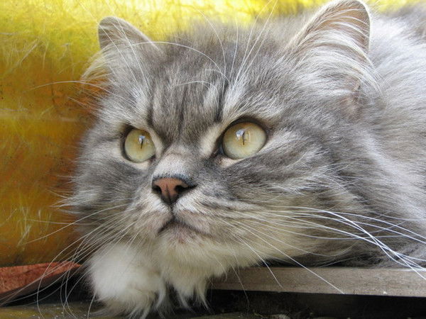 Валера Юрков