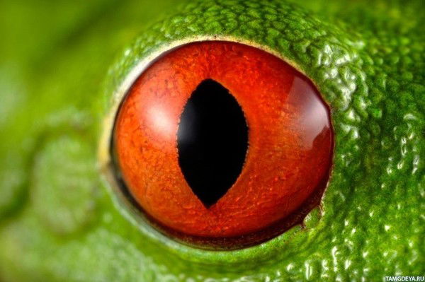 Геннадий Харитонов