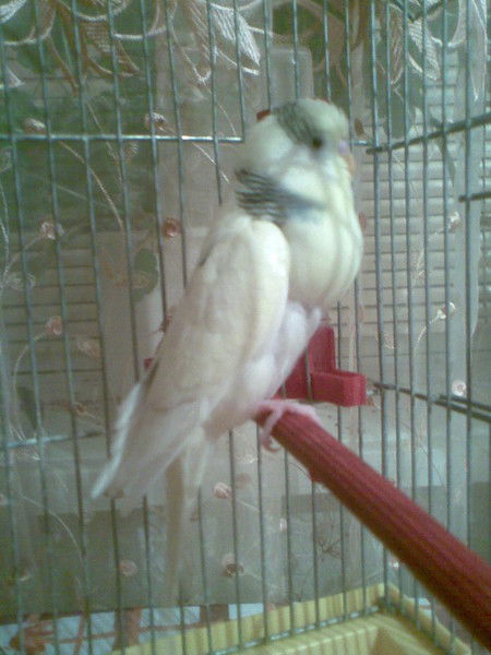 Данил Воликов