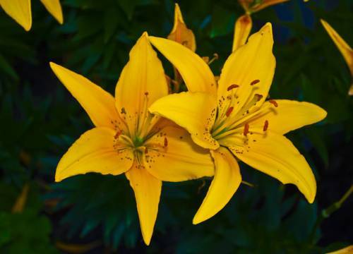 Галина Демидова